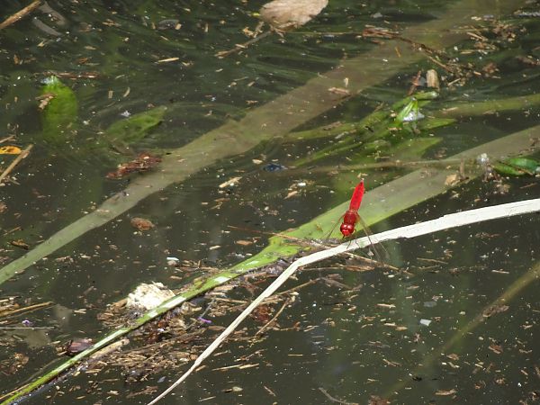 Crocothemis erythraea  - Stefano Aguzzi