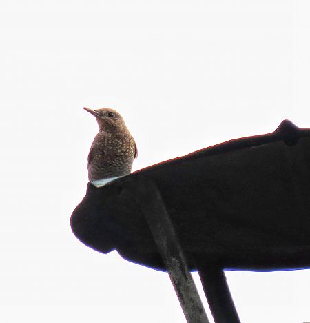 Passero solitario  - Flavia Righetti