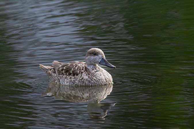 Sarcelle marbrée  - Anonyme