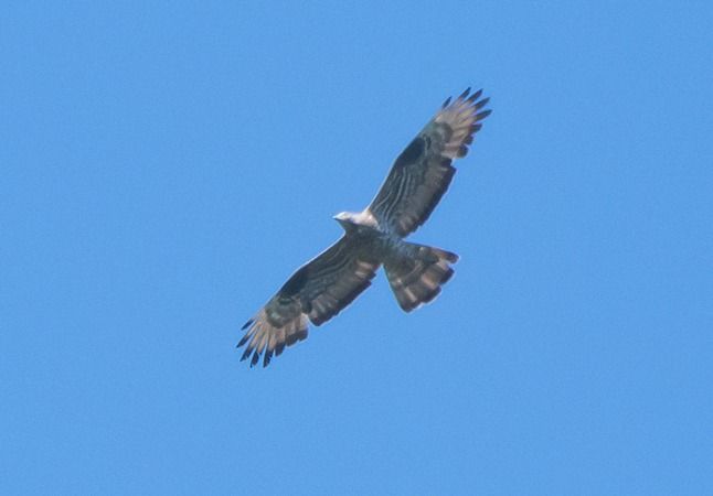 Falco pecchiaiolo  - Giovanni Fontana