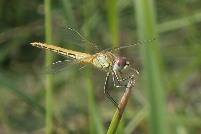 Sympetrum fonscolombei  - Fausto Leandri