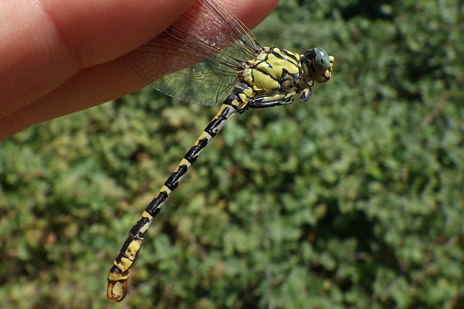 Onychogomphus forcipatus  - Fausto Leandri