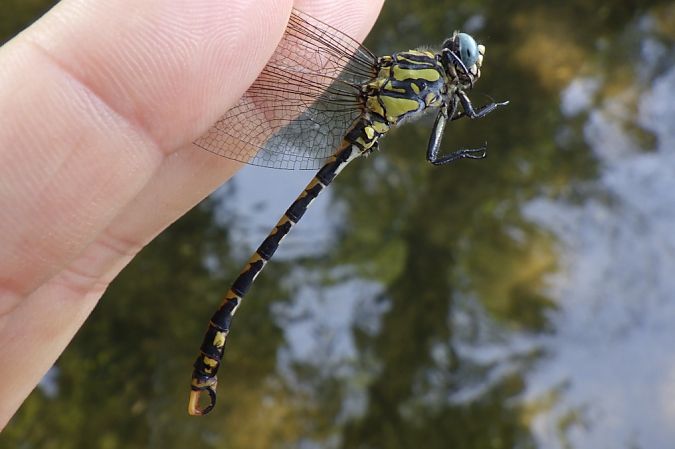 Onychogomphus uncatus  - Fausto Leandri