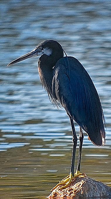 Aigrette des récifs  - Gianni Ginesi