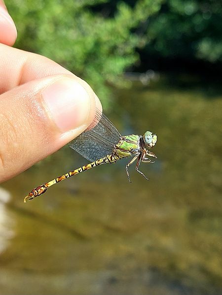 Paragomphus genei  - Leonardo Siddi