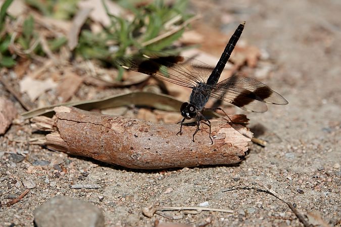 Brachythemis impartita  - Leonardo Siddi