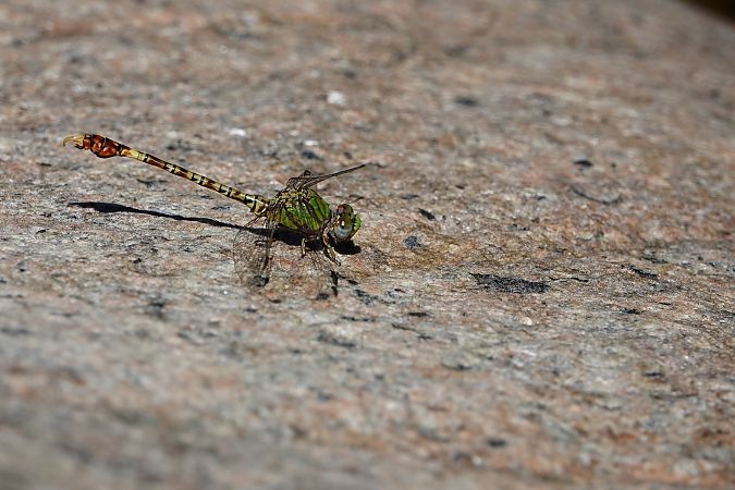 Paragomphus genei  - Leonardo Siddi