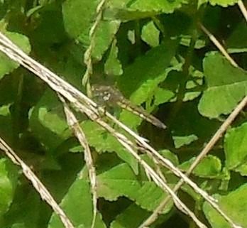 Orthetrum cancellatum  - Elvire Laurens