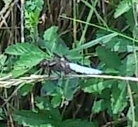 Libellula depressa  - Elvire Laurens