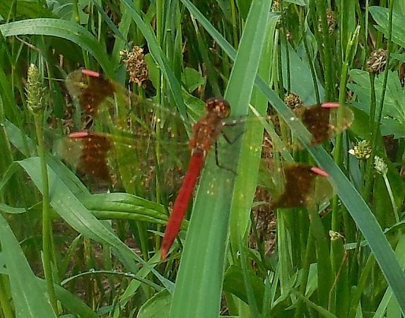 Sympetrum pedemontanum  - Elvire Laurens