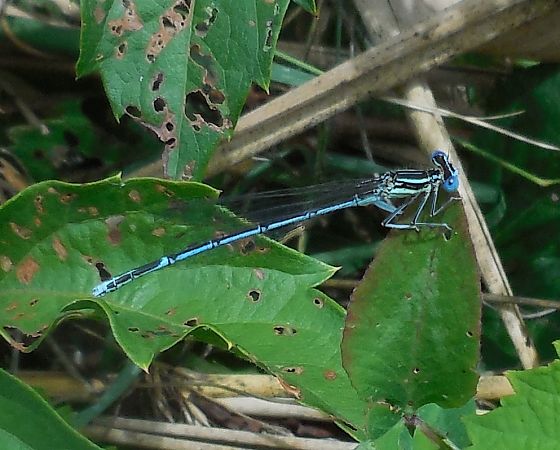 Platycnemis pennipes  - Elvire Laurens