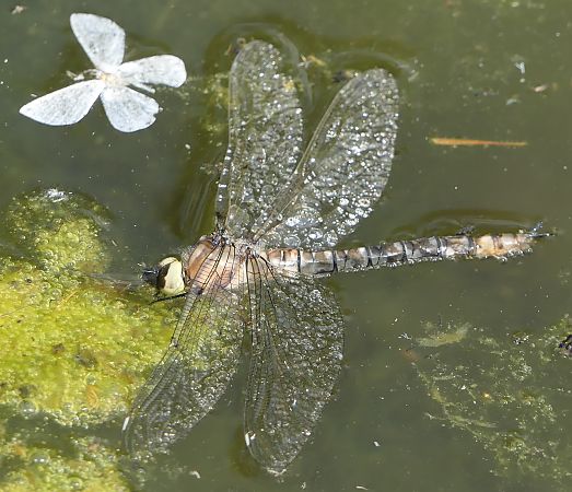 Aeshna cyanea  - Fabio Angeli