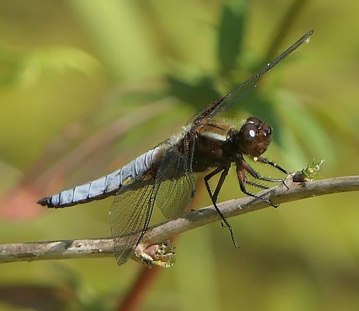 Libellula depressa  - Fabio Angeli