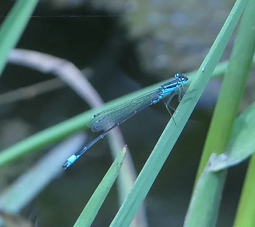 Ischnura elegans  - Fabio Angeli