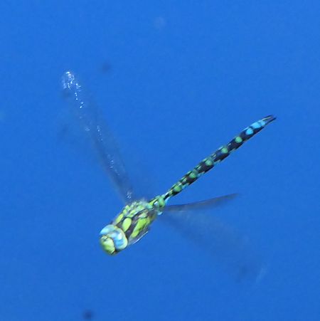 Aeshna cyanea  - Fabio Angeli