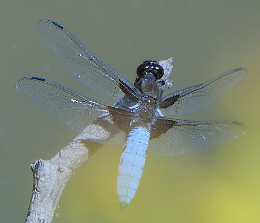 Libellula depressa  - Fabio Angeli