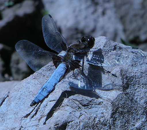 Libellula depressa  - Fabio Angeli