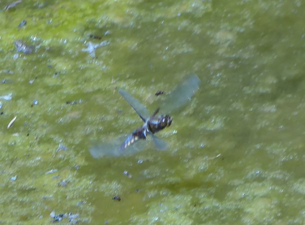 Libellula depressa  - Fabio Angeli