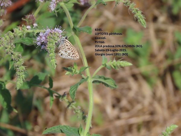 Leptotes pirithous  - Giorgio Leoni