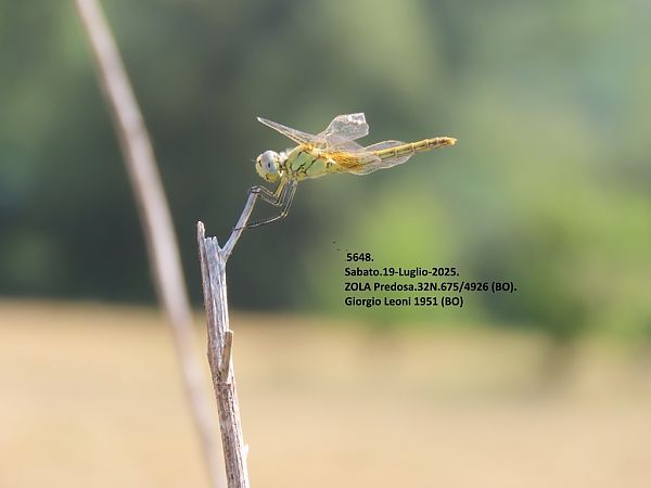 Sympetrum fonscolombei  - Giorgio Leoni