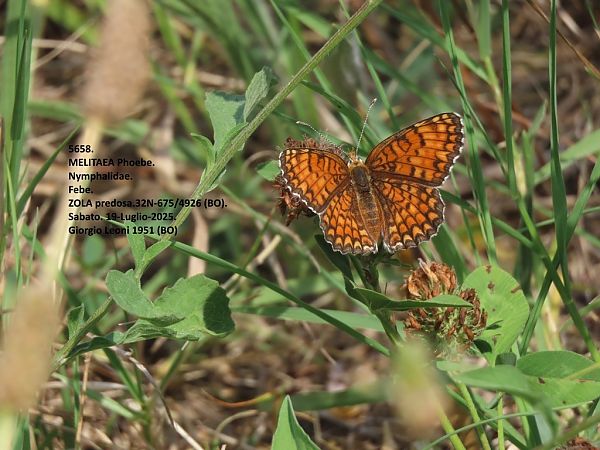 Melitaea phoebe  - Giorgio Leoni