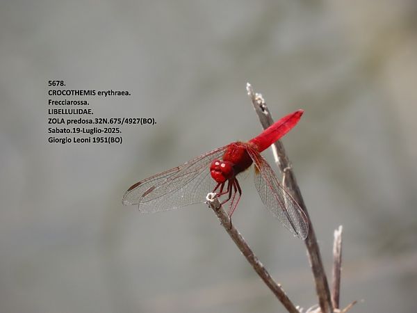 Crocothemis erythraea  - Giorgio Leoni