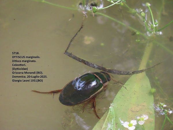 Coleoptera sp.  - Giorgio Leoni
