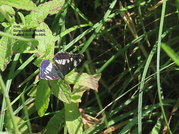 Limenitis reducta  - Giorgio Leoni