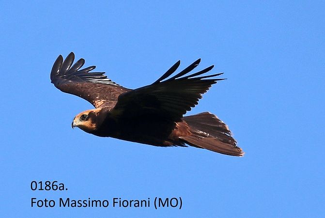 Falco di palude  - Giorgio Leoni