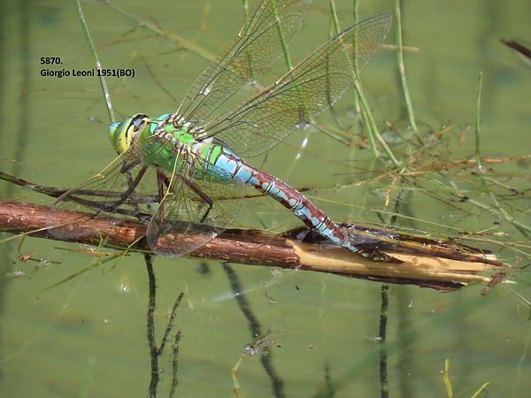 Anax imperator  - Giorgio Leoni