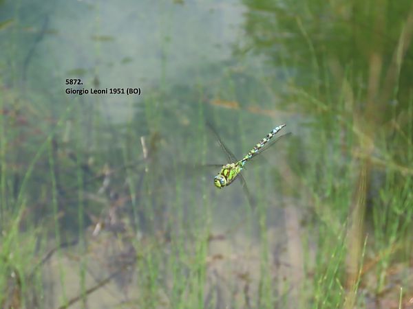 Aeshna cyanea  - Giorgio Leoni