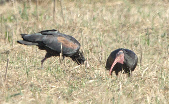 Ibis eremita  - Marcello Longeri
