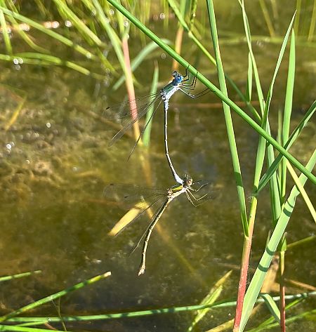 Lestes sponsa  - Nicola Pilon