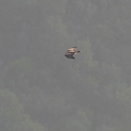 Rapace indeterminato  - Gaspare Adinolfi