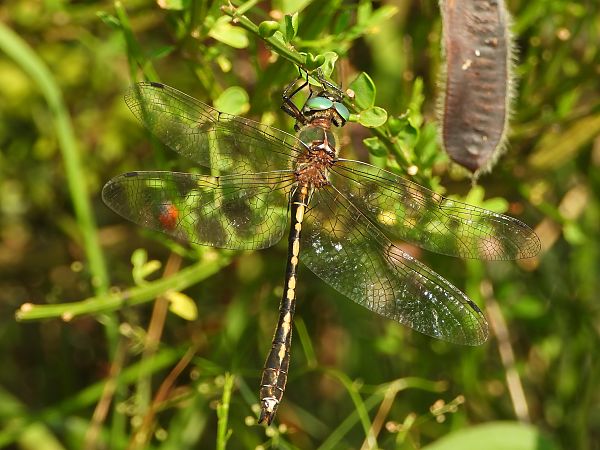 Oxygastra curtisii  - Mirko Tomasi