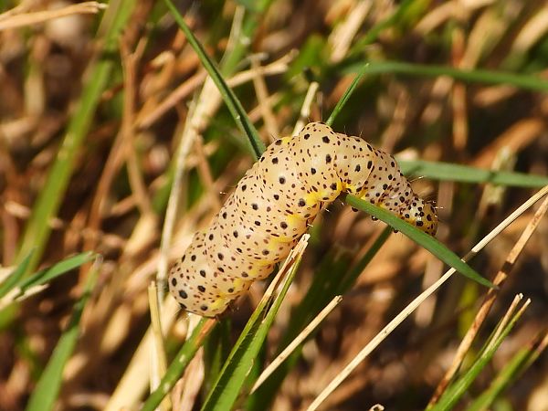 Abrostola asclepiadis  - Mirko Tomasi
