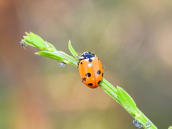 Hippodamia variegata  - Mirko Tomasi
