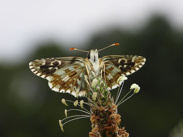 Pyrgus armoricanus  - Mirko Tomasi