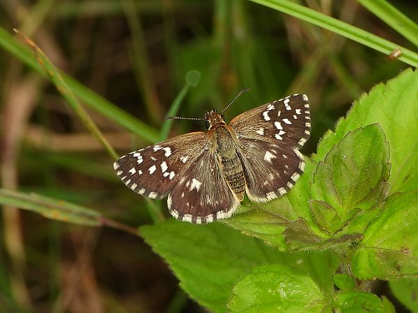 Pyrgus malvoides  - Mirko Tomasi