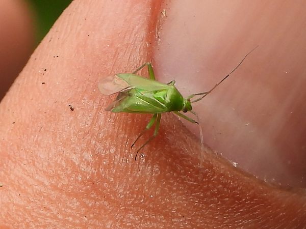 Lygocoris pabulinus  - Mirko Tomasi