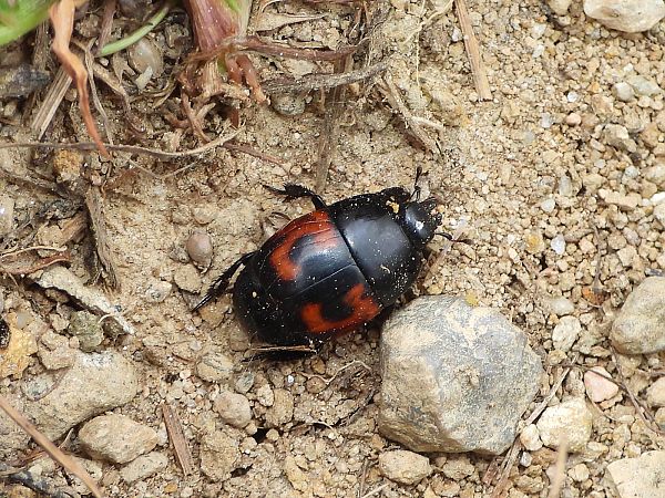 Hister quadrimaculatus  - Mirko Tomasi