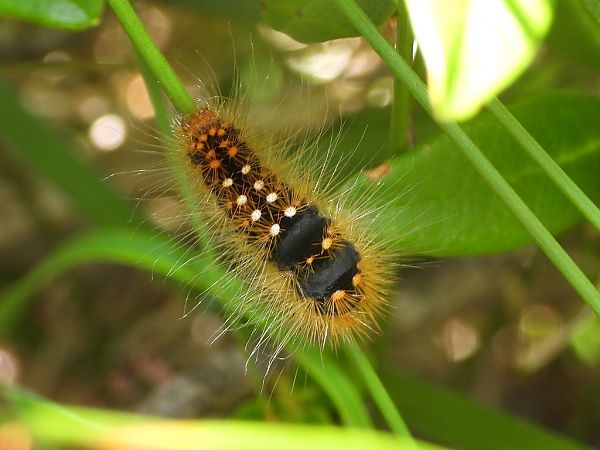Acronicta auricoma  - Mirko Tomasi