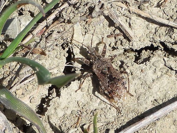 Coranus griseus  - Mirko Tomasi