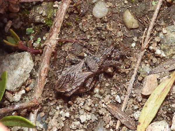 Coranus griseus  - Mirko Tomasi