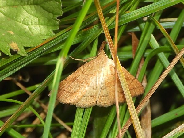 Polypogon gryphalis  - Mirko Tomasi
