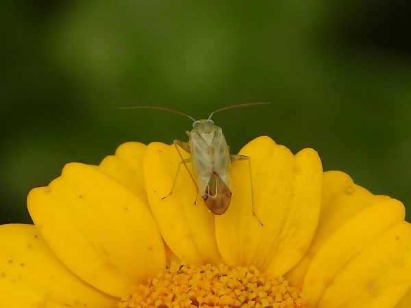 Taylorilygus apicalis  - Mirko Tomasi