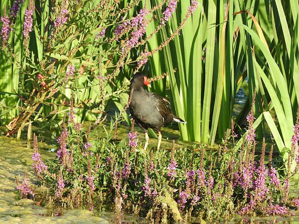 Gallinella d'acqua  - Maria Rita Gelso