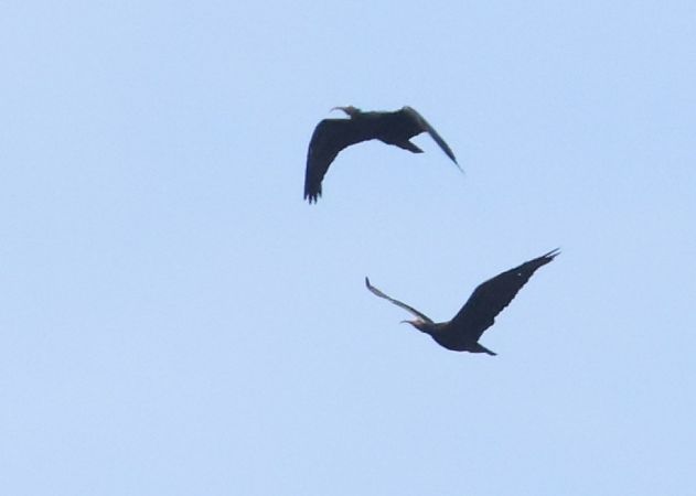 Ibis eremita  - Horand Maier
