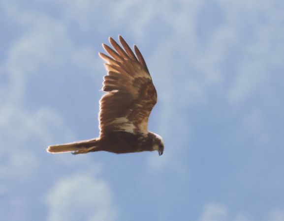 Falco di palude  - Horand Maier