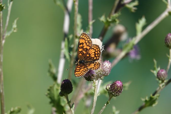 Melitaea athalia  - Massimo Maldifassi